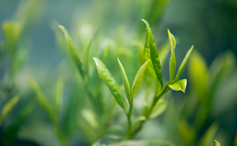 重庆富硒茶供应