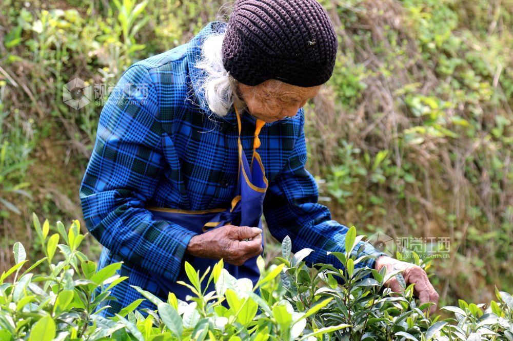 紫阳富硒茶英语