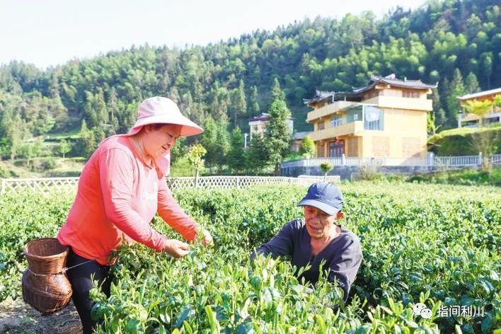 利川富硒茶品牌