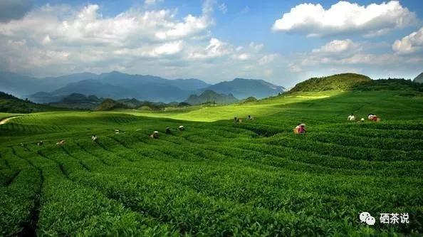 世界顶级富硒茶