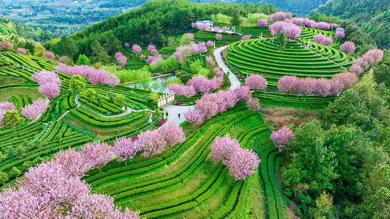 高山富硒茶介绍