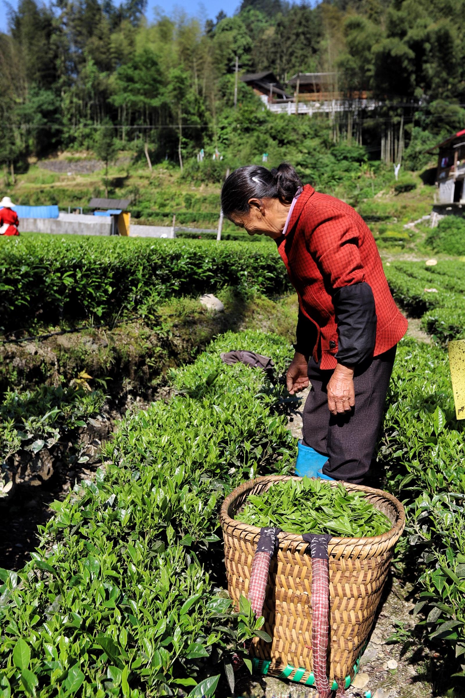 贵州富硒茶绿茶