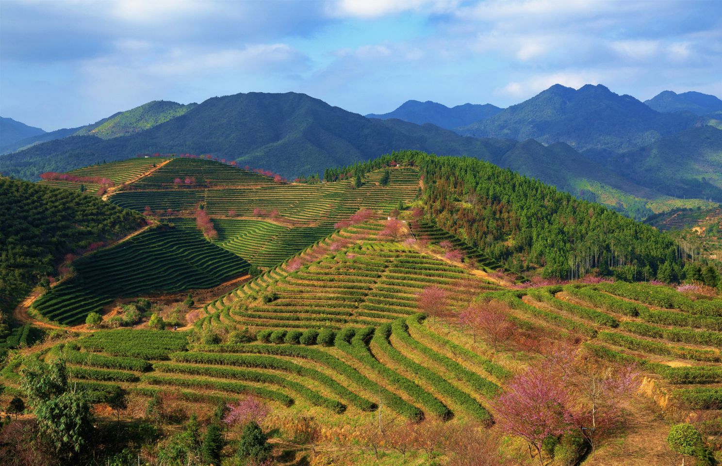 同安富硒有机茶