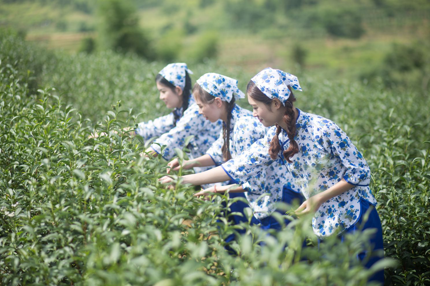 同安富硒有机茶