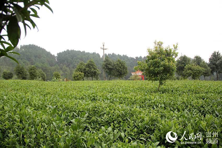 同安富硒有机茶