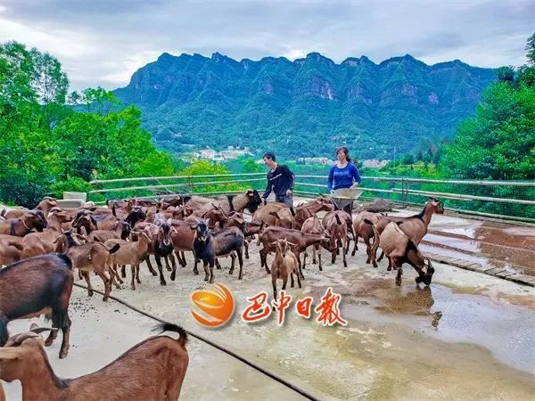 南江富硒茶功效