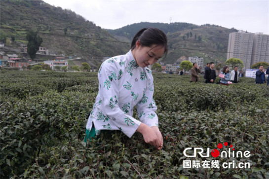 紫阳富硒峡谷茶