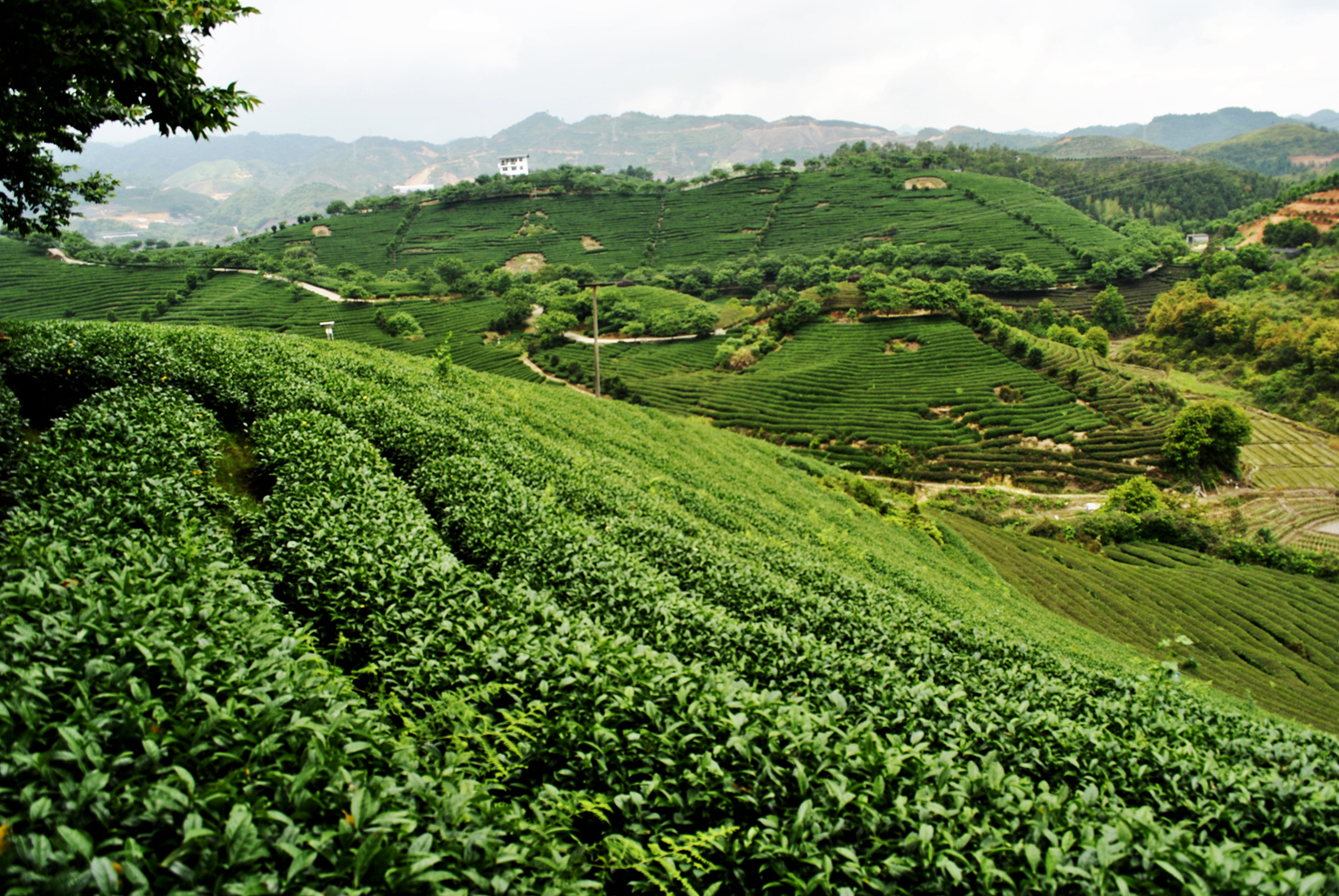 富硒茶竞争分析