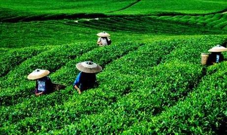 普洱茶