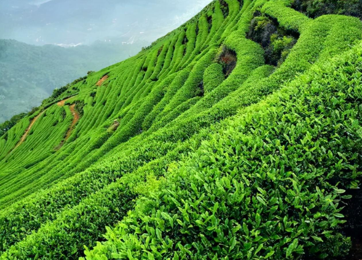 怎样辨别富硒茶