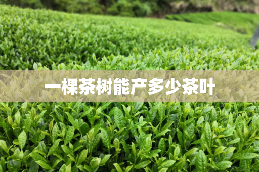 一棵茶树能产多少茶叶