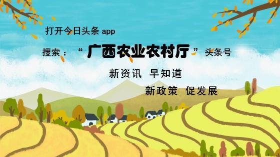 广西富硒茶标准