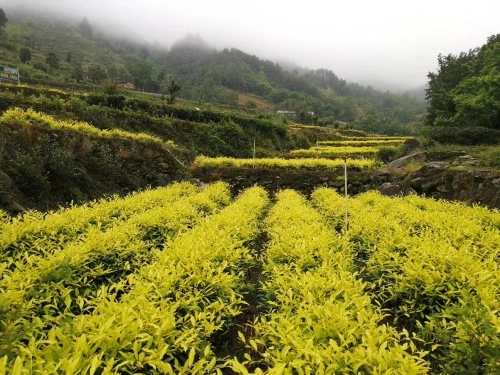 安康富硒茶特色