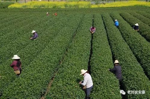 安康富硒茶礼盒