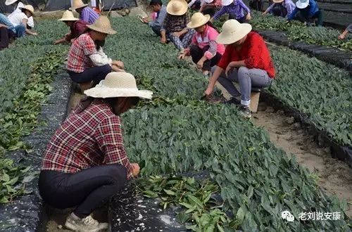 安康富硒茶礼盒