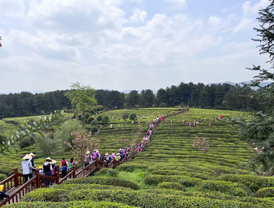 开阳富硒茶特点
