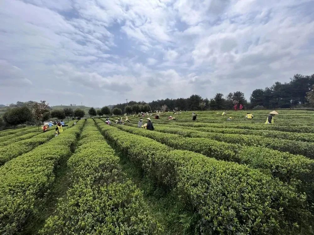 开阳富硒茶特点