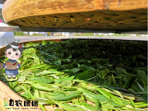 开阳富硒茶功效