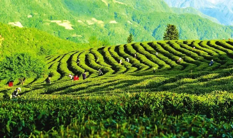 富硒茶产业威胁