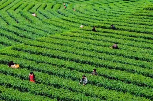 富硒茶产业威胁