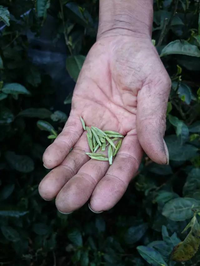 紫阳富硒茶北京