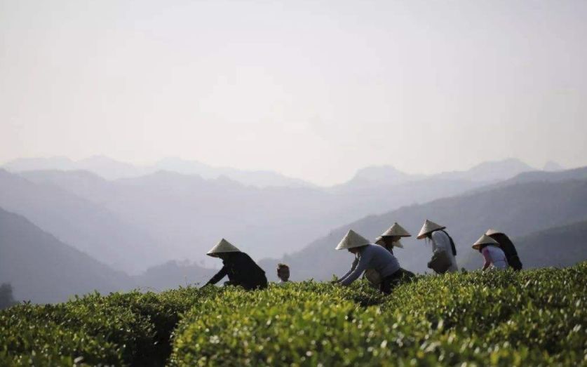紫阳富硒茶珍藏