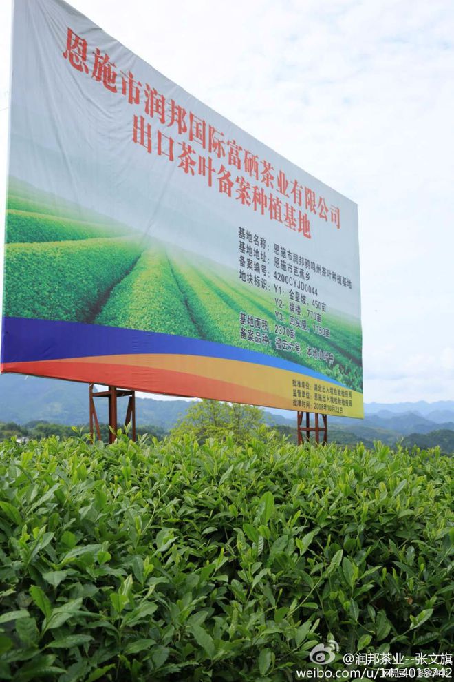 恩施绿茶富硒茶