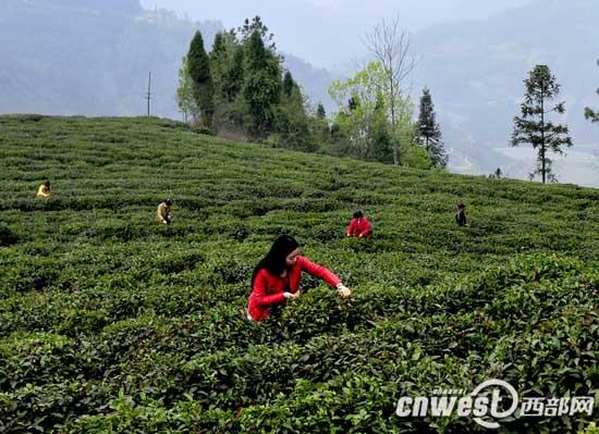 凤冈富硒茶炒青