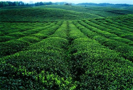 凤冈富硒茶炒青