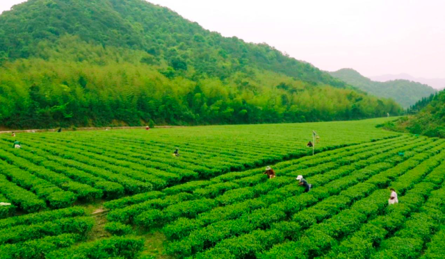 凤冈富硒茶炒青