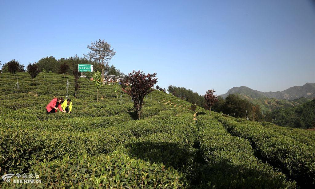 紫阳富硒茶推广