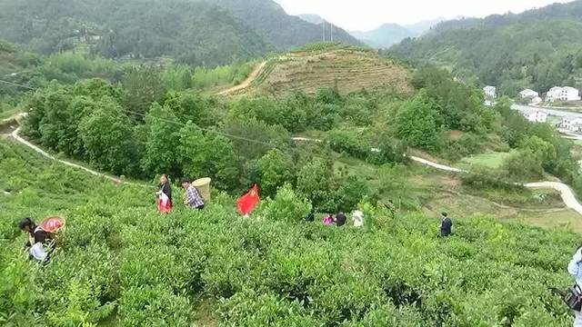 富硒茶乡村振兴