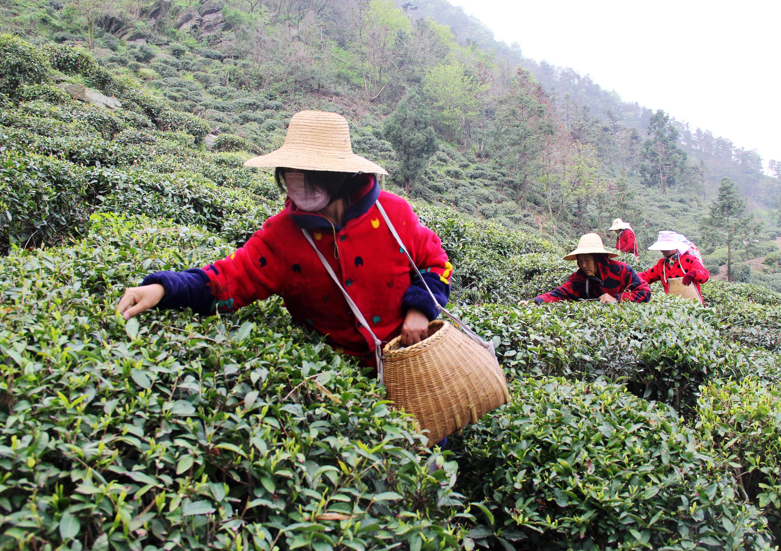 宣传紫阳富硒茶