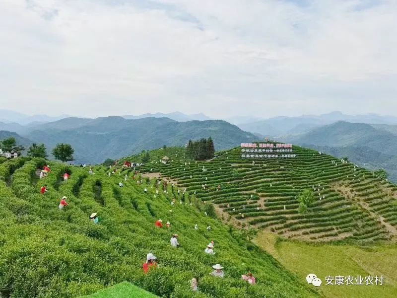 赞美安康富硒茶