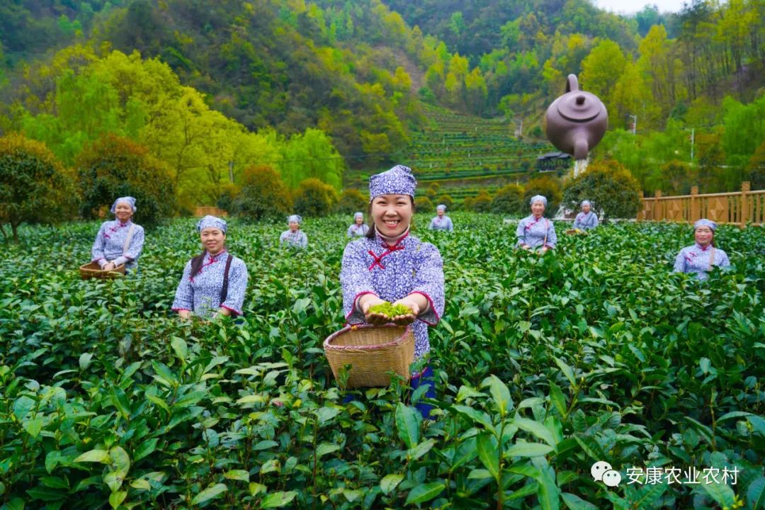 赞美安康富硒茶