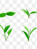 恩施硒红茶营养成分