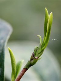 恩施硒红茶营养成分