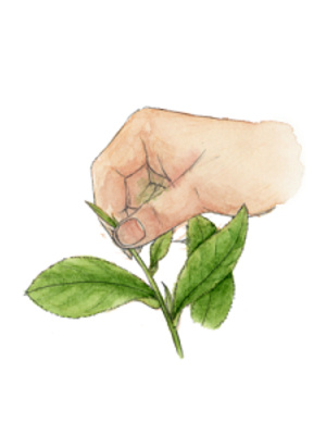 恩施硒红茶营养成分