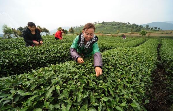 开阳富硒茶地点