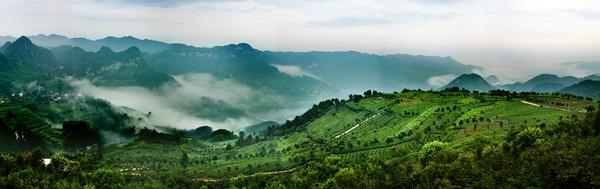 开阳富硒茶地点