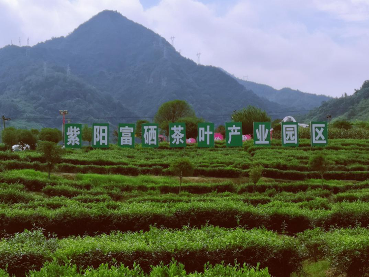 优质安康富硒茶