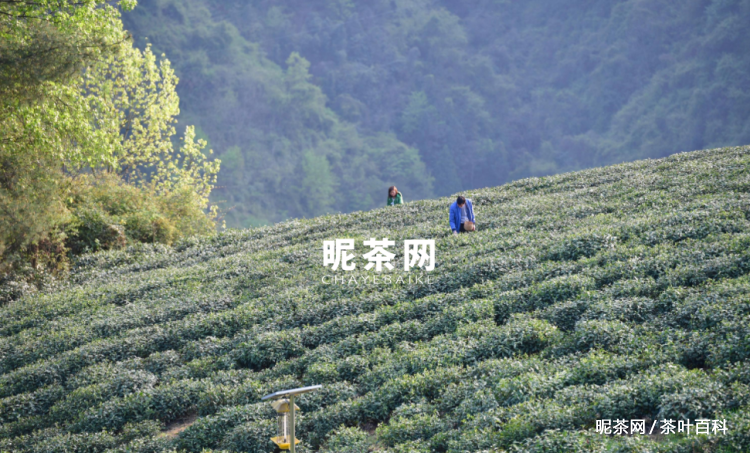  *** 富硒茶属于什么茶( *** 富硒茶是什么茶)  第5张