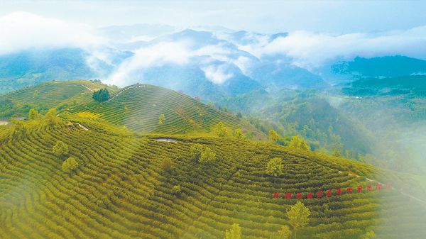 陕西茶叶富硒茶