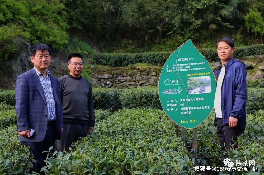 陕西茶叶富硒茶