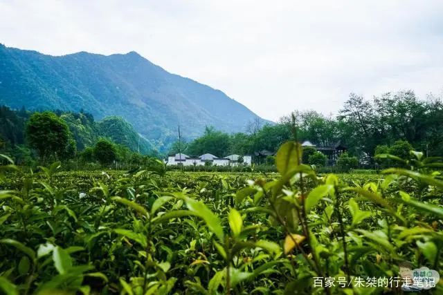 黄山毛峰富硒茶