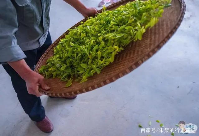 黄山毛峰富硒茶