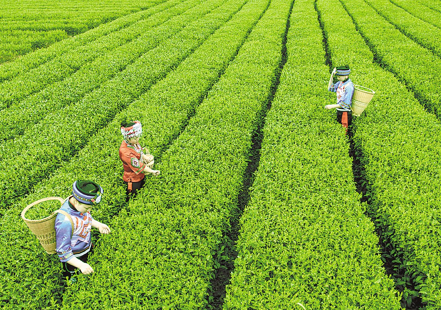 恩施富硒茶主题