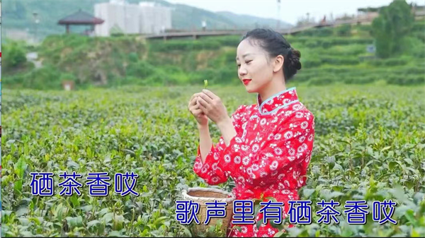 富硒茶宣传视频