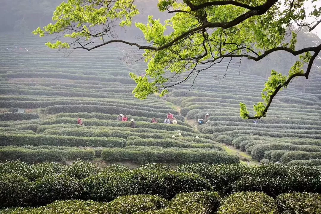 紫阳富硒茶世界