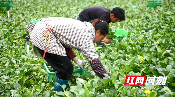 湖南富硒茶供应